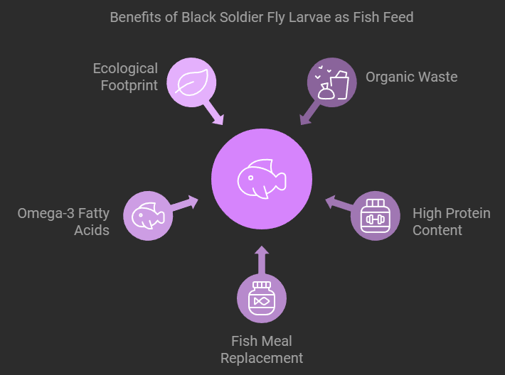 Black Soldier Fly Larvae as a High-Protein Fish Feed