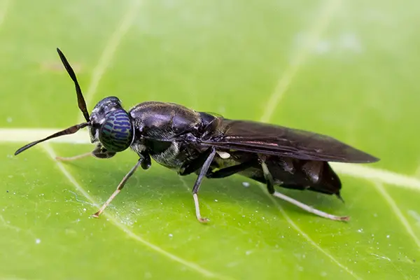 Black Soldier Fly Larvae Are Revolutionizing Waste Management and Protein Farming