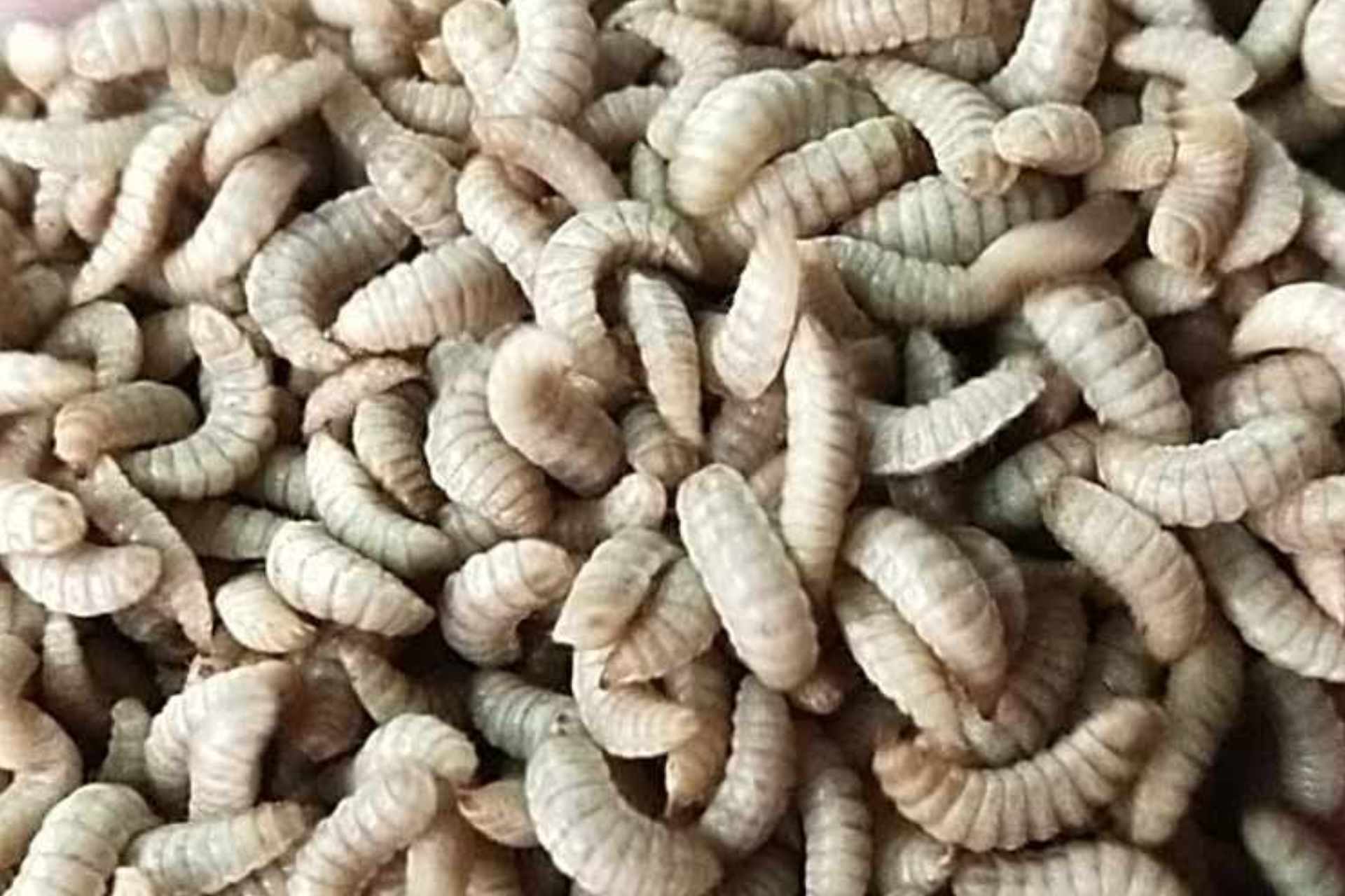 Black Soldier Fly Larvae: The Future of Food Waste and Sustainable Farming