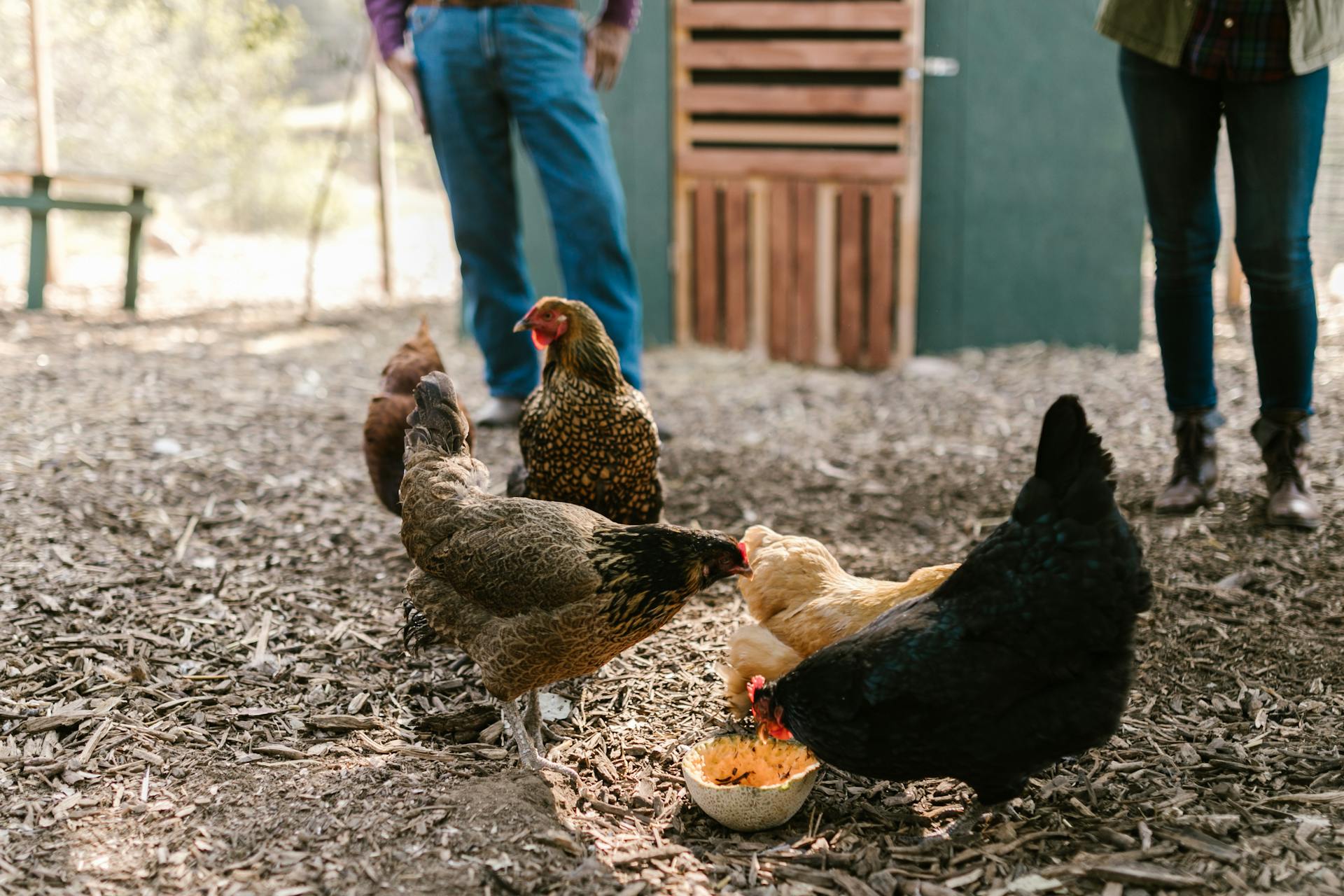 Discover How Black Soldier Fly Larvae for Chickens Supercharge Growth and Egg Production