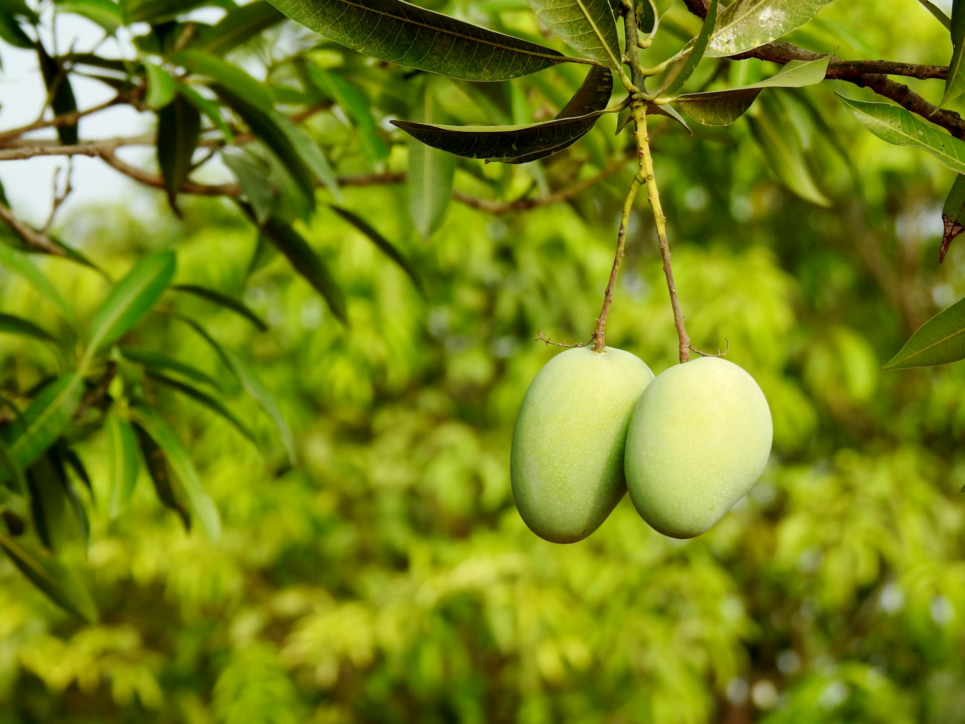 Organic Fertilizer for Fruit Trees Using Black Soldier Fly Larvae for Maximum Growth and Sustainability