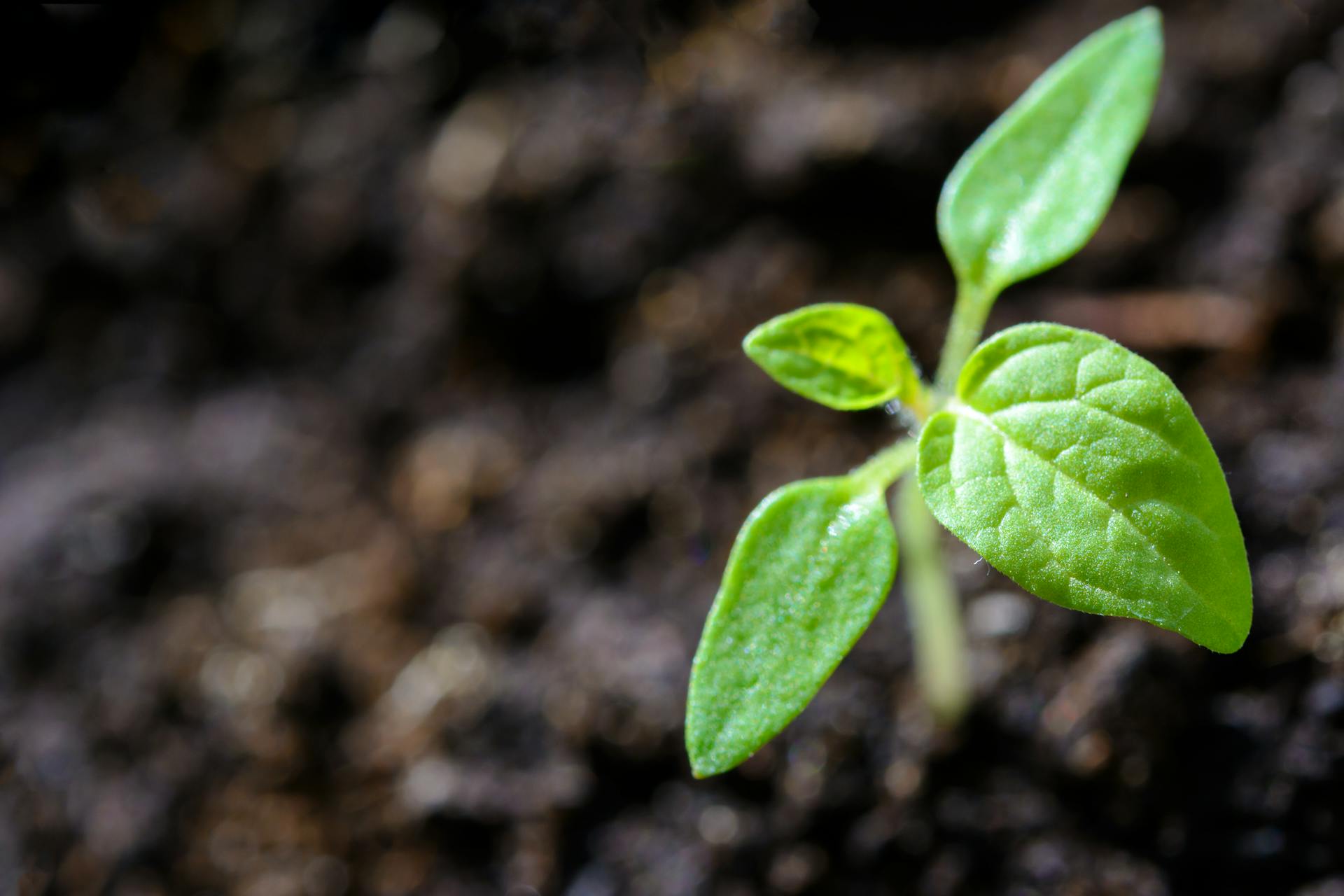 Organic Fertilizer for Plants Made Easy with Black Soldier Fly for Faster Growth