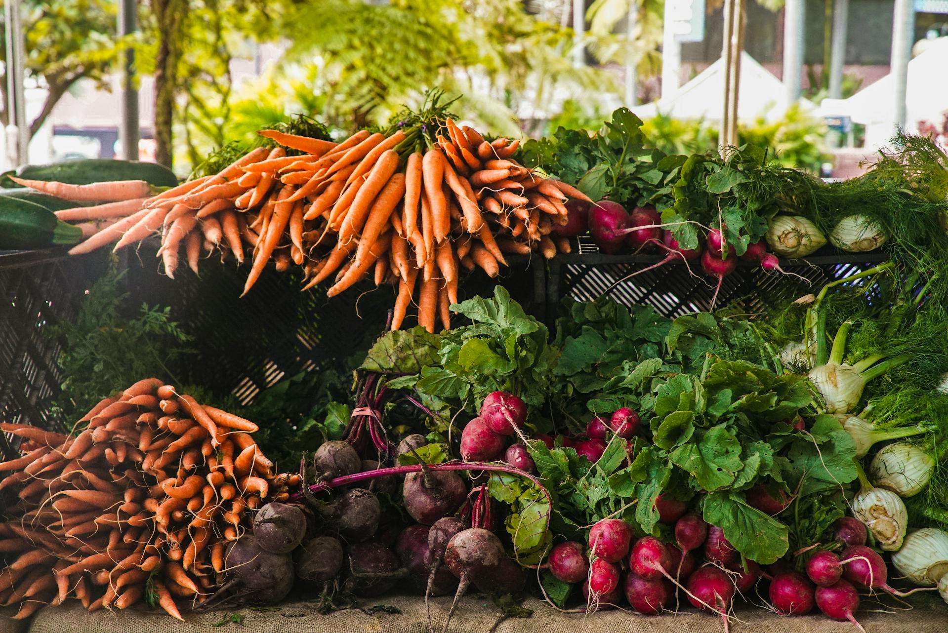 Organic Fertilizer for Vegetables with Black Soldier Fly Larvae for Healthier and Faster Plant Growth