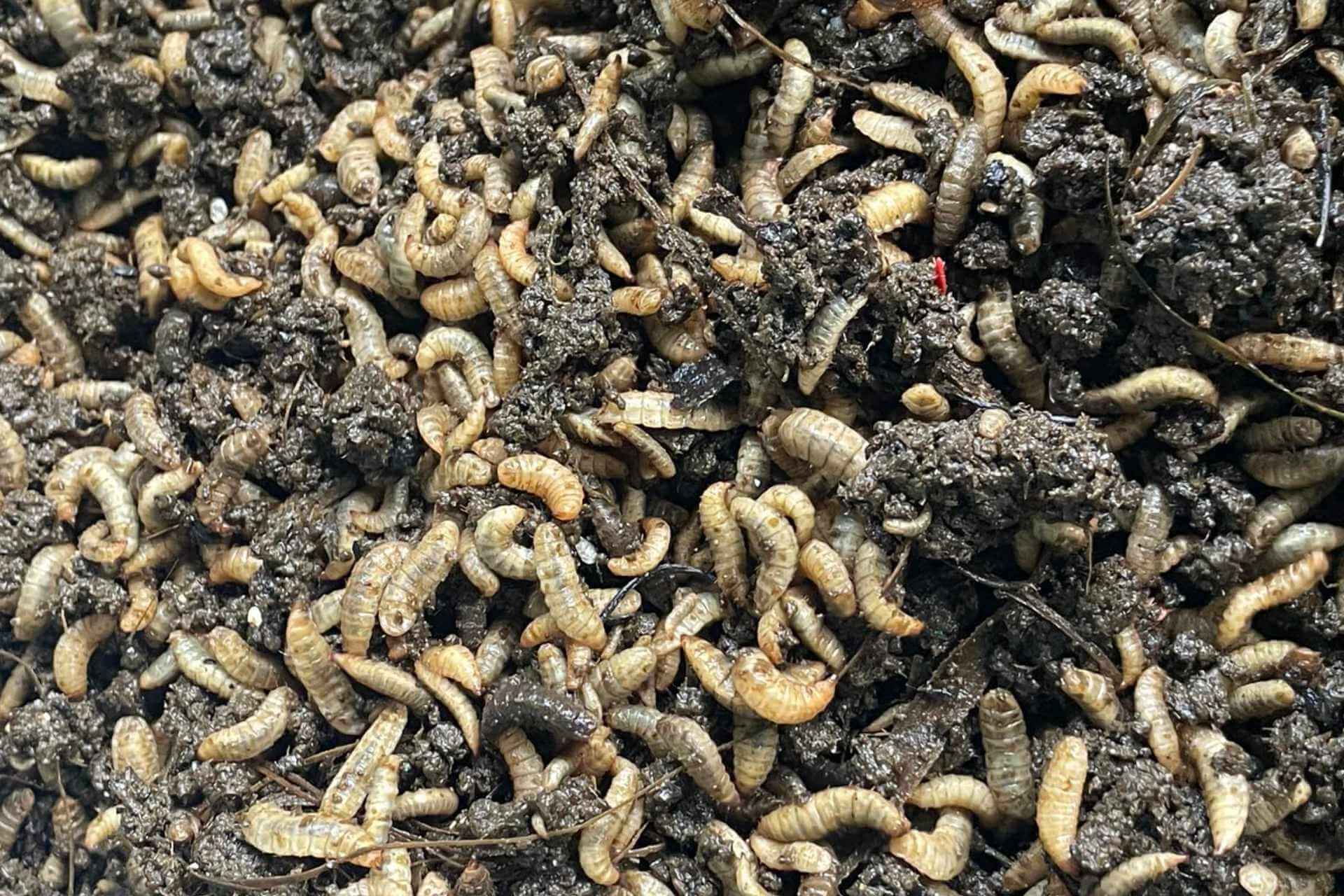 Organic waste treatment made easy with black soldier fly larvae