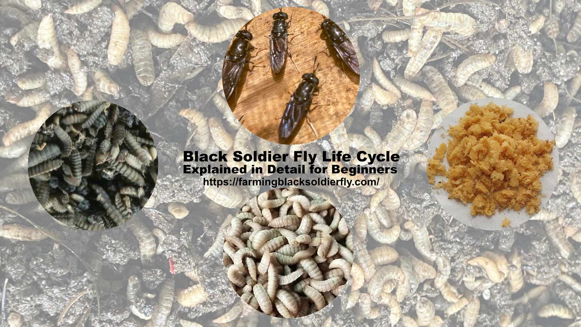 Black Soldier Fly Life Cycle Explained in Detail for Beginners ...